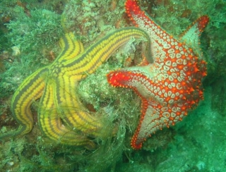 starfish